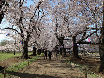 2017　桜まつり１