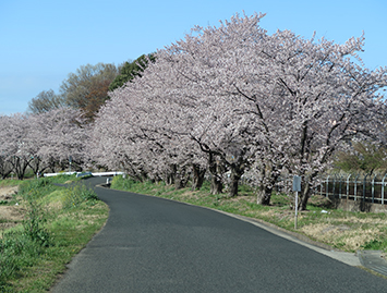 見沼代用水の桜１