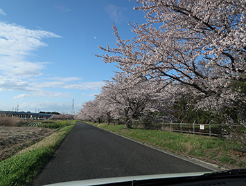 見沼代用水の桜２