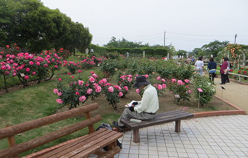 美しいバラの町１