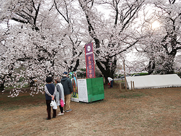 2018無線山さくらまつり