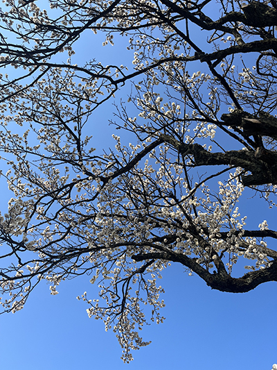 梅が咲きました