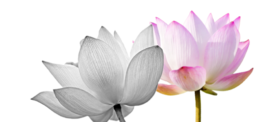 Image not available